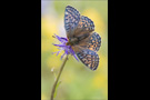 Ähnlicher Perlmutterfalter (Boloria napaea) 04