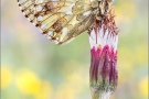 Ähnlicher Perlmutterfalter (Boloria napaea) 15