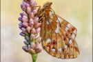 Ähnlicher Perlmutterfalter (Boloria napaea) 09