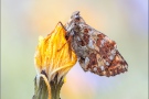 Alpenmatten-Perlmutterfalter (Boloria pales) 15