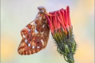 Hochalpen Permuttfalter (Boloria pales) 12