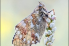 Hochalpen Perlmutterfalter (Boloria pales) 19