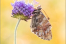 Alpenmatten-Perlmuttfalter (Boloria pales) 16