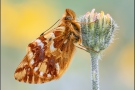 Alpenmatten-Perlmuttfalter (Boloria pales) 17