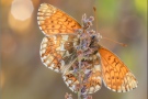 Alpenmatten-Perlmutterfalter (Boloria pales) 14