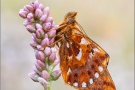 Alpenmatten-Perlmutterfalter (Boloria pales) 21