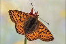 Alpenmatten-Perlmutterfalter (Boloria pales) 13