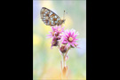 Sumpfwiesen Perlmutterfalter (Boloria selene) 02