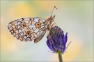 Sumpfwiesen-Perlmuttfalter (Boloria selene) 11