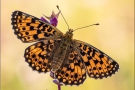 Sumpfwiesen-Perlmuttfalter (Boloria selene) 12