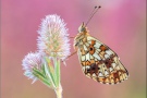 Sumpfwiesen-Perlmuttfalter (Boloria selene) 20