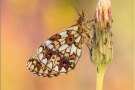 Sumpfwiesen-Perlmuttfalter (Boloria selene) 18