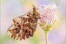 Natterwurz-Perlmutterfalter (Boloria titania) 03