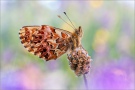 Natterwurz-Perlmutterfalter (Boloria titania) 31