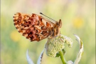 Natterwurz-Perlmutterfalter (Boloria titania) 28