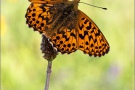Natterwurz-Perlmutterfalter (Boloria titania) 32