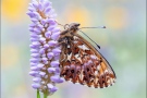 Natterwurz-Perlmutterfalter 08 (Boloria titania)