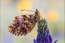 Natterwurz-Perlmutterfalter 07 (Boloria titania)