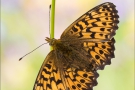 Natterwurz-Perlmutterfalter 04 (Boloria titania)