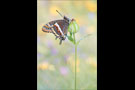 Erdbeerbaumfalter (Charaxes jasius) 02