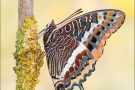 Erdbeerbaumfalter (Charaxes jasius) 03