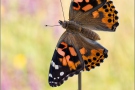 Distelfalter (Vanessa cardui) 17