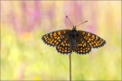 Ehrenpreis-Scheckenfalter (Melitaea aurelia) 16