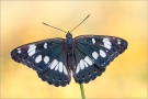 Blauschwarzer Eisvogel (Limenitis reducta) 03