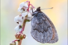 Graubrauner Mohrenfalter 01 (Erebia pandrose)