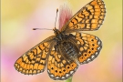 Goldener Scheckenfalter 13 (Euphydryas aurinia)