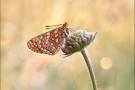 Goldener Scheckenfalter (Euphydryas aurinia beckeri) 25