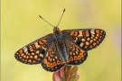 Goldener Scheckenfalter (Euphydryas aurinia) 23