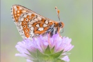 Goldener Scheckenfalter (Euphydryas aurinia beckeri) 31