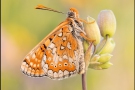 Goldener Scheckenfalter (Euphydryas aurinia beckeri) 33