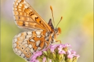 Goldener Scheckenfalter (Euphydryas aurinia beckeri) 27