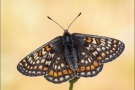 Alpiner Skabiosenscheckenfalter (Euphydryas aurinia debilis) 05