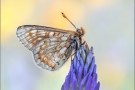 Alpiner Skabiosenscheckenfalter (Euphydryas aurinia debilis) 01