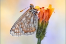 Alpiner Skabiosenscheckenfalter (Euphydryas aurinia debilis) 03