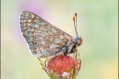 Alpiner Skabiosenscheckenfalter (Euphydryas aurinia debilis) 10