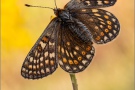 Alpiner Skabiosenscheckenfalter (Euphydryas aurinia debilis) 16