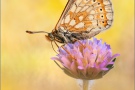 Alpiner Skabiosenscheckenfalter (Euphydryas aurinia debilis) 15