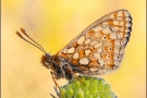 Alpiner Skabiosenscheckenfalter (Euphydryas aurinia debilis) 14