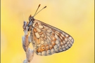 Alpiner Skabiosenscheckenfalter (Euphydryas aurinia debilis) 08