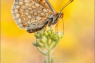Alpiner Skabiosenscheckenfalter (Euphydryas aurinia debilis) 17