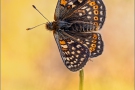 Alpiner Skabiosenscheckenfalter (Euphydryas aurinia ssp. debilis) 18