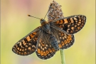 Goldener Scheckenfalter (Euphydryas aurinia beckeri) 26