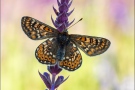 Goldener Scheckenfalter (Euphydryas aurinia beckeri) 28