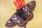 Veilchen-Scheckenfalter (Euphydryas cynthia) 02