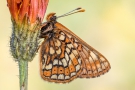 Veilchen-Scheckenfalter (Euphydryas cynthia) 01