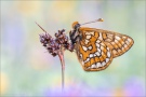 Veilchen-Scheckenfalter (Euphydryas cynthia) 03